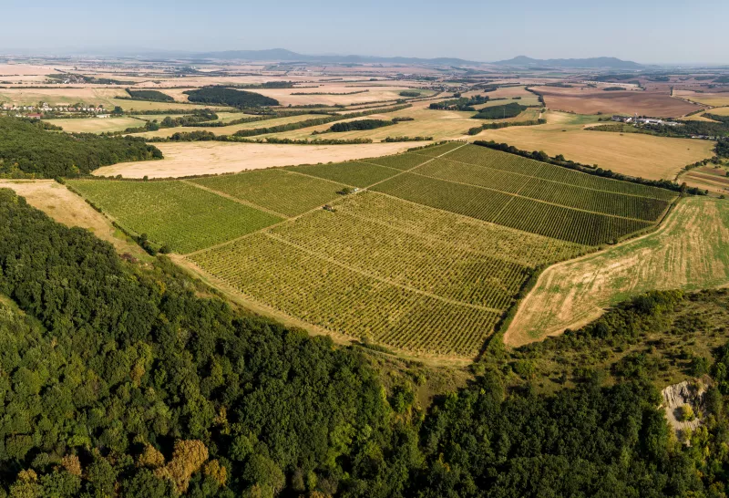 Vinohrady vinárstva GOLGUZ