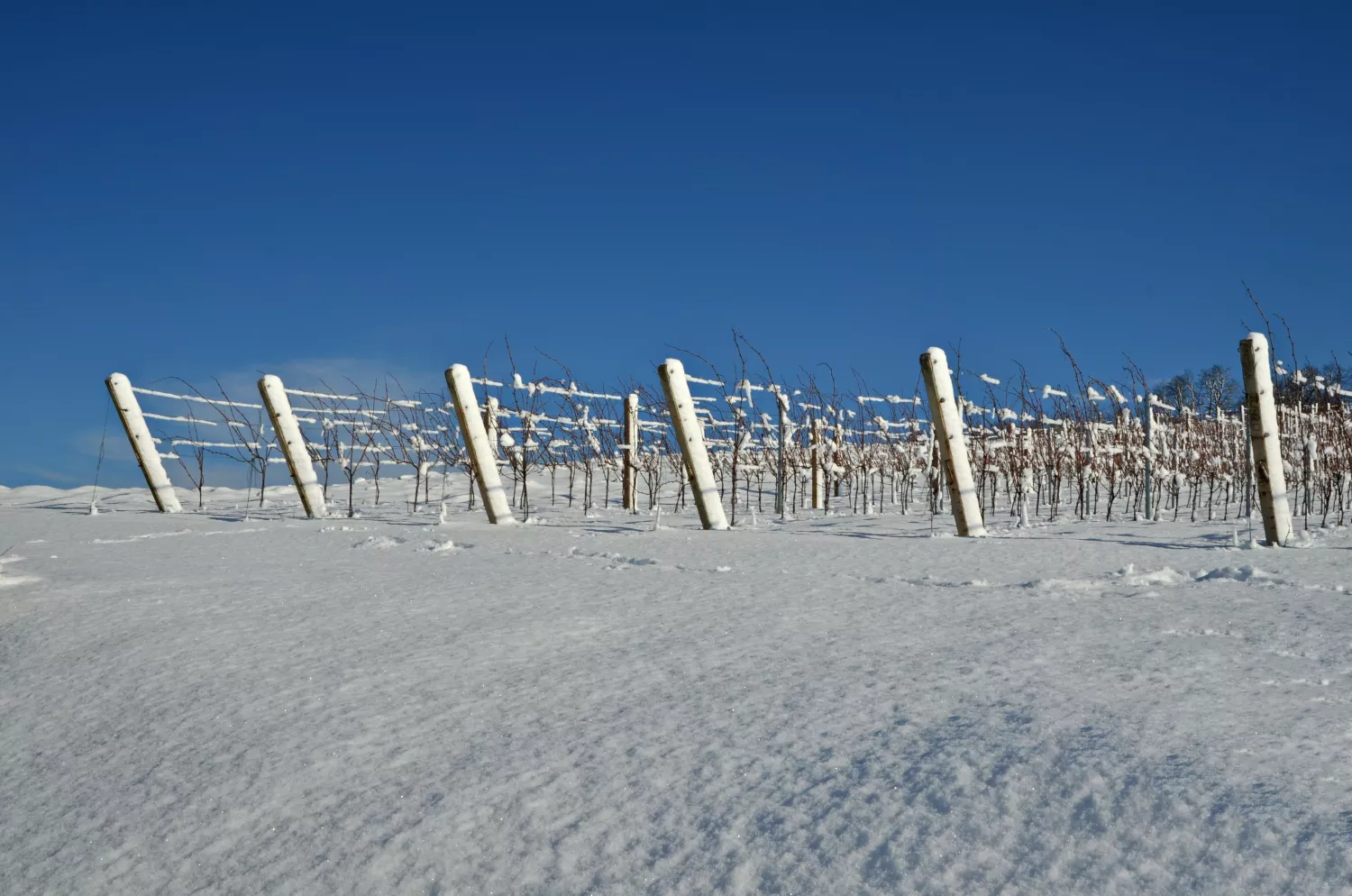 vinohrad pod perinou