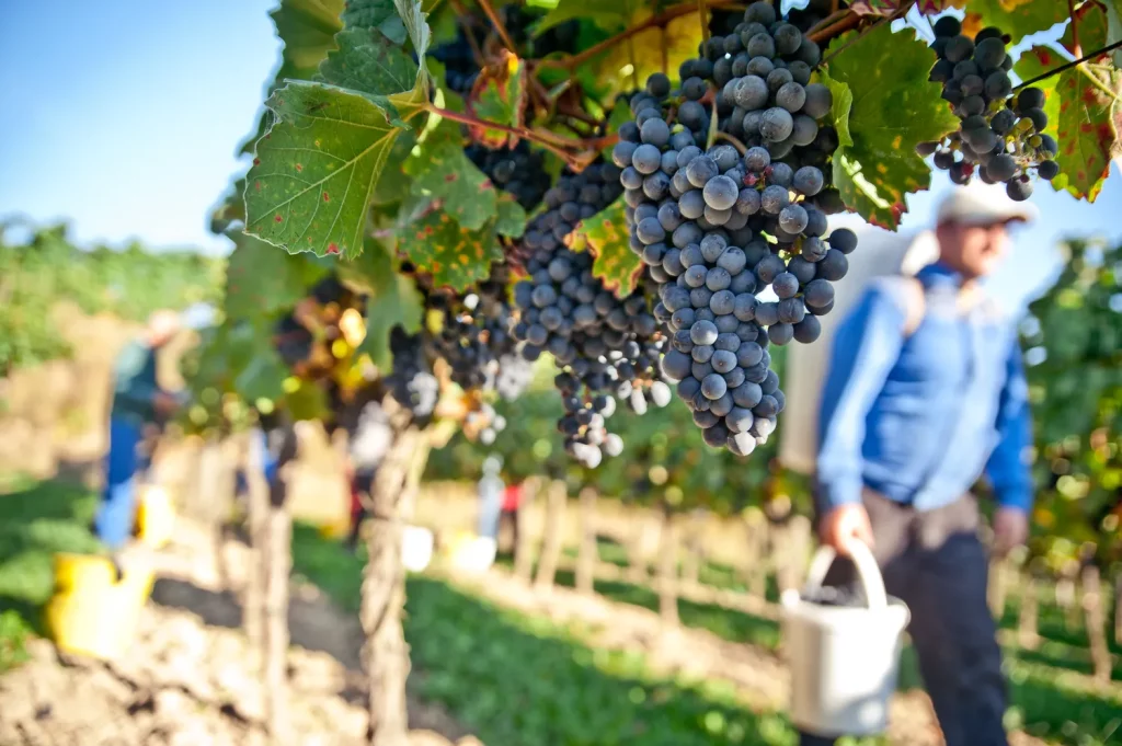 odroda hrozna Syrah, zber hrozna, práca vinohradníka