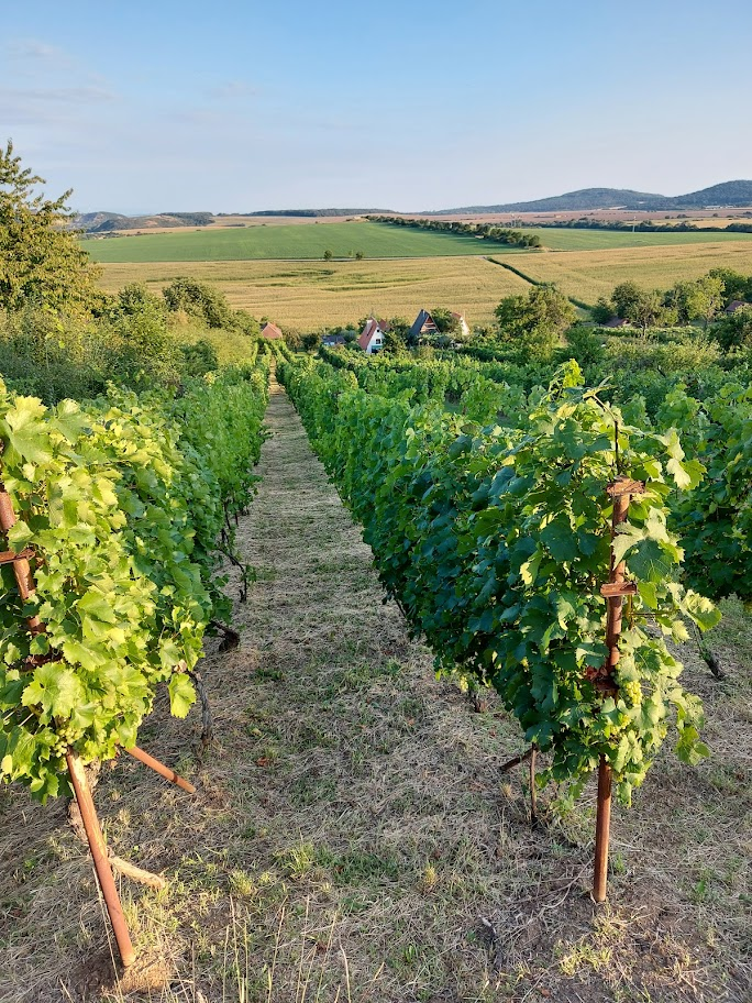 Vinohradnícky spolok Kozárovce