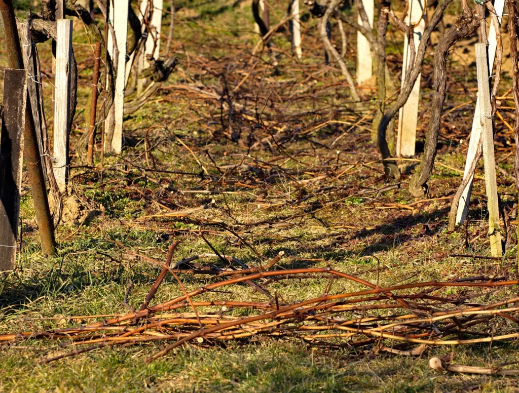 strihanie viniča, rez vo vinohradoch