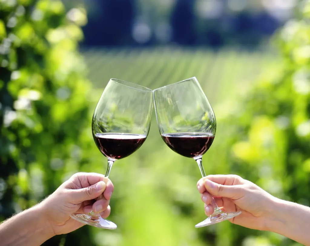 poháre s červeným vínom vo vinici