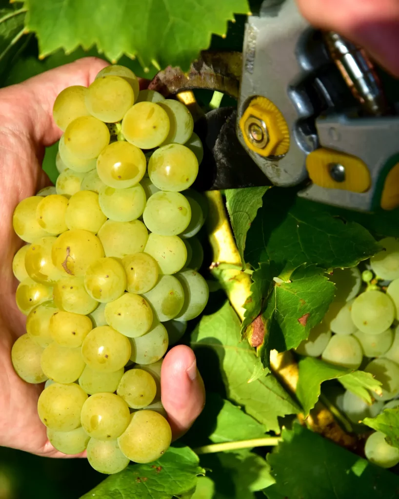 ručný zber bieleho hrozna, strihanie nožnicami